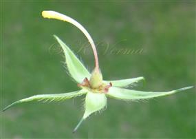  Pistil and Calyx